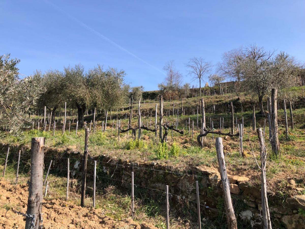 מונטלצ'ינו Podere Soccorso Casa Vigneto מראה חיצוני תמונה